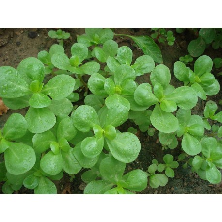 Verdolaga
