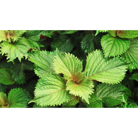 Perilla o Sisho verde