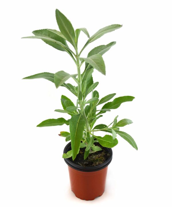 Salvia blanca (incienso)