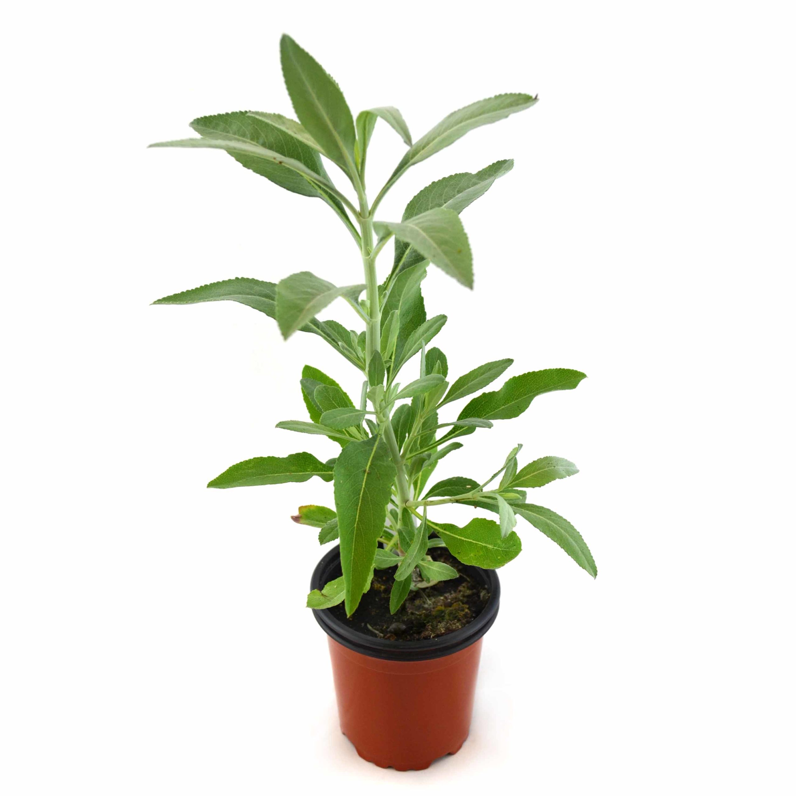 Salvia blanca (incienso)