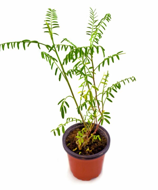 Sutherlandia