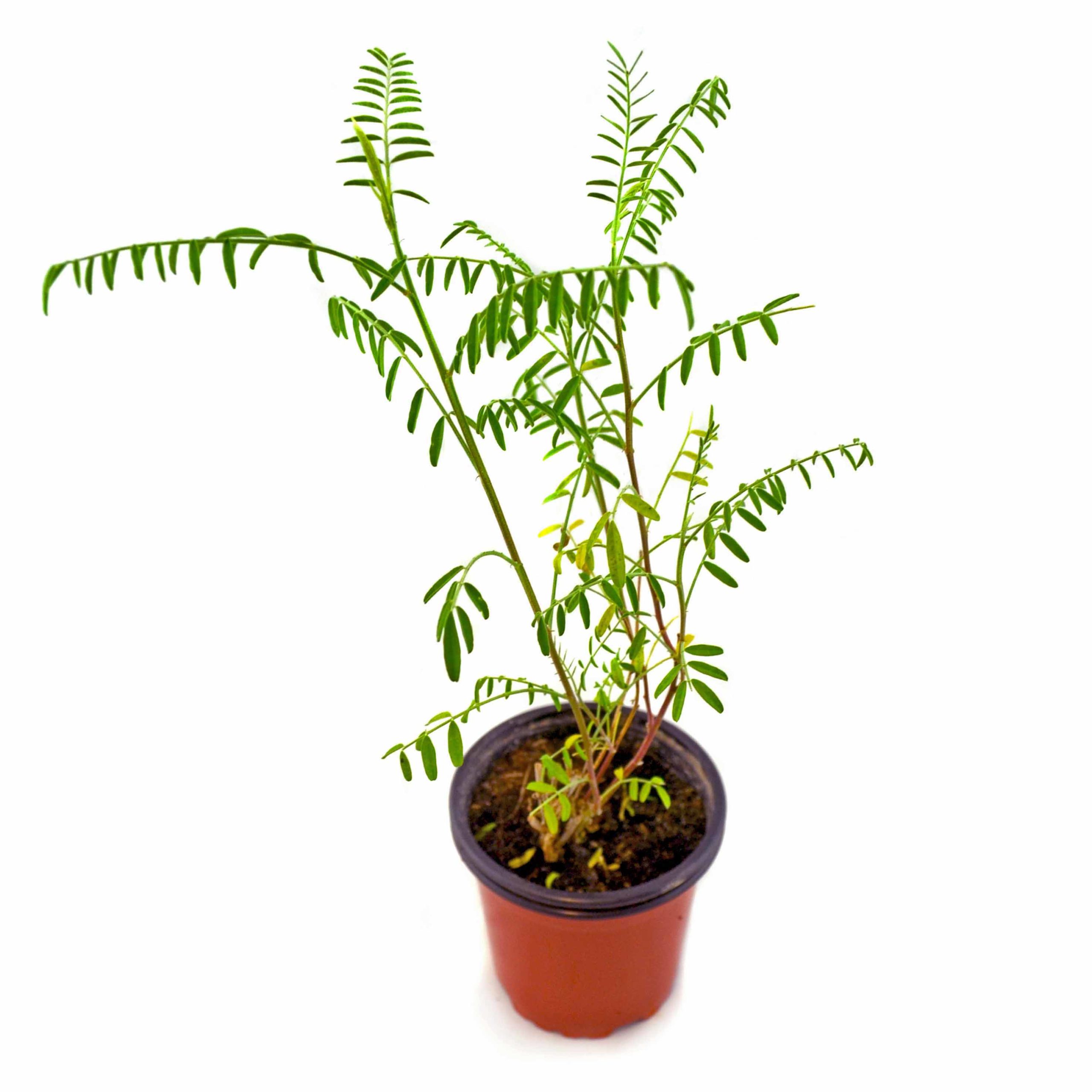 Sutherlandia