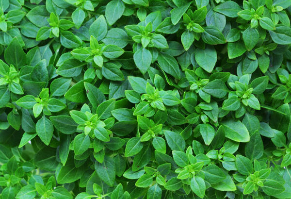 Albahaca sabor anís