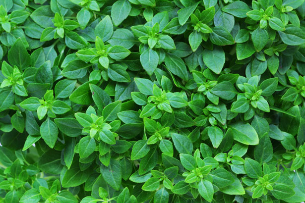 Albahaca sabor anís