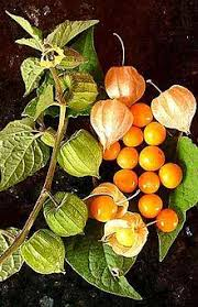 Alquequenje fruto naranja