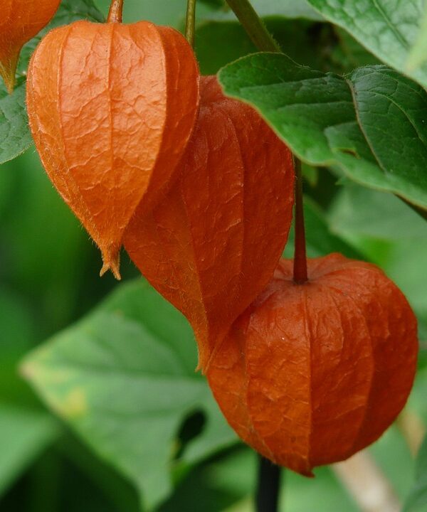 Alquequenje fruto rojo