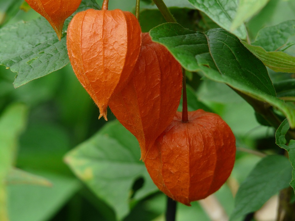 Alquequenje fruto rojo