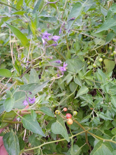 Dulcamara
