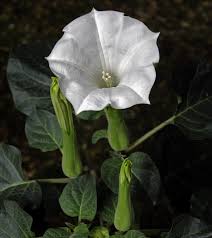 Floripondio blanco
