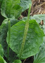 Llantén hoja ancha