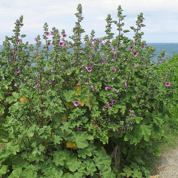 Malva arbórea