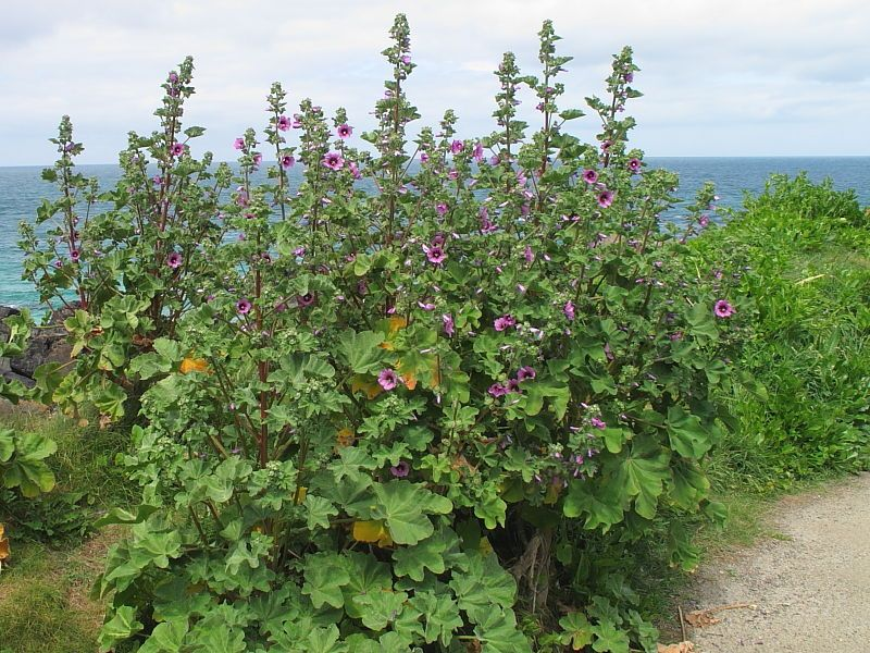 Malva arbórea