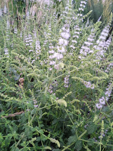 Menta sabor fresa