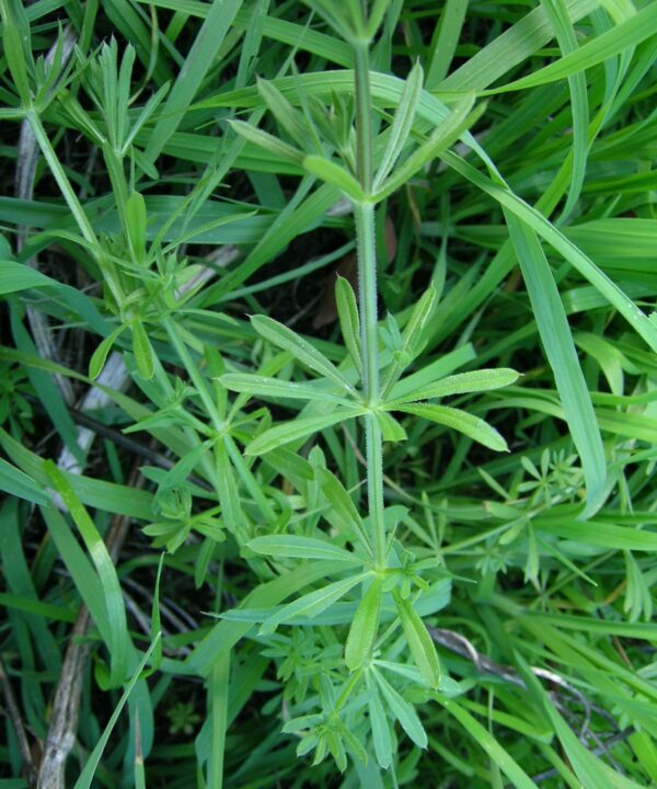 Galio aparine