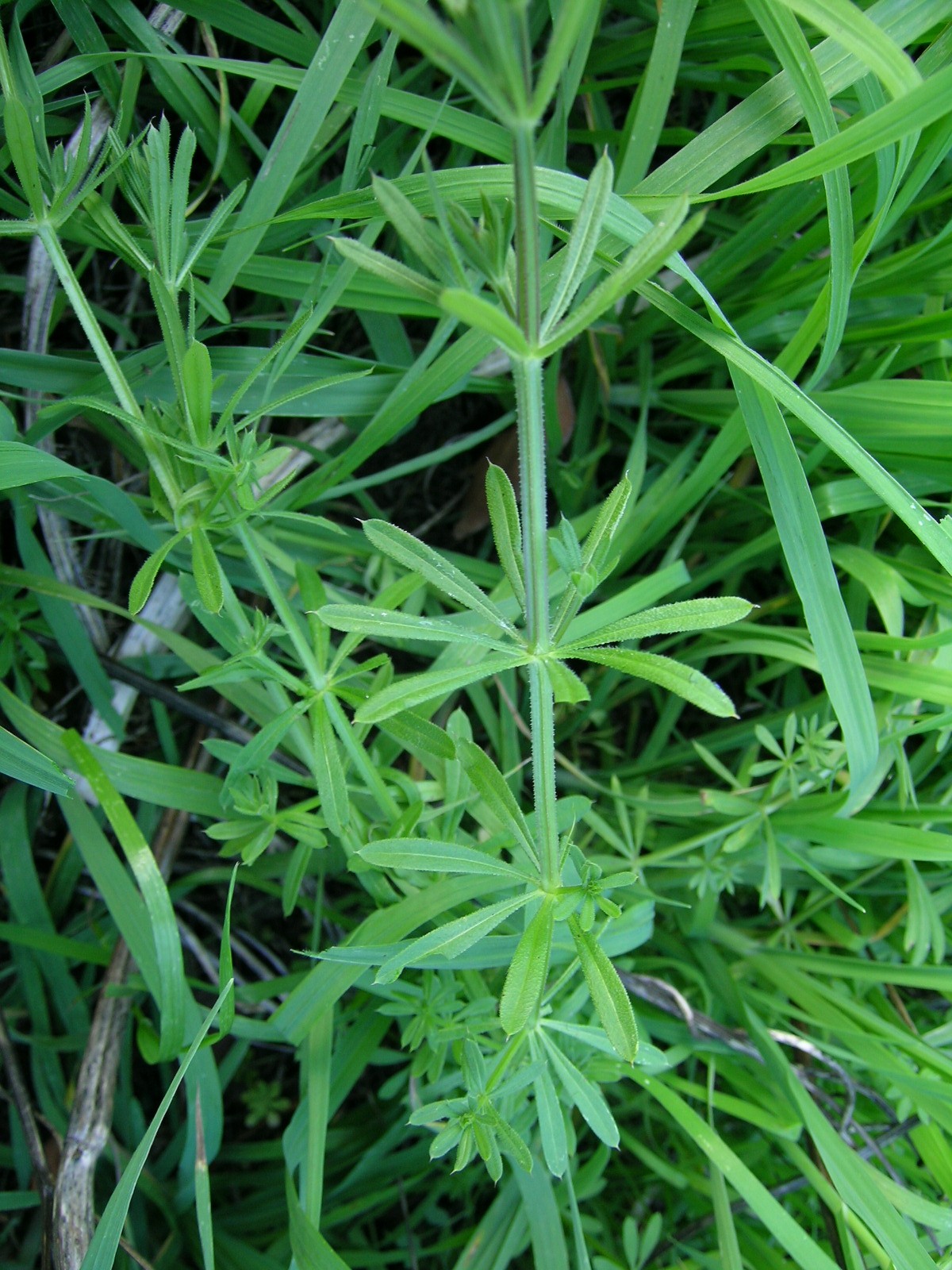 Galio aparine