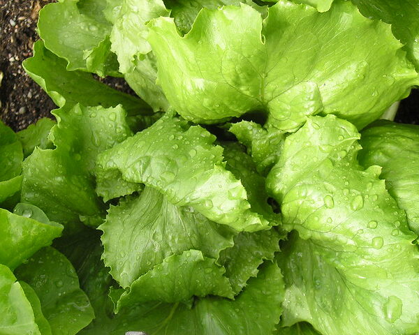 Lechuga maravilla Conca