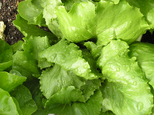 Lechuga maravilla Conca
