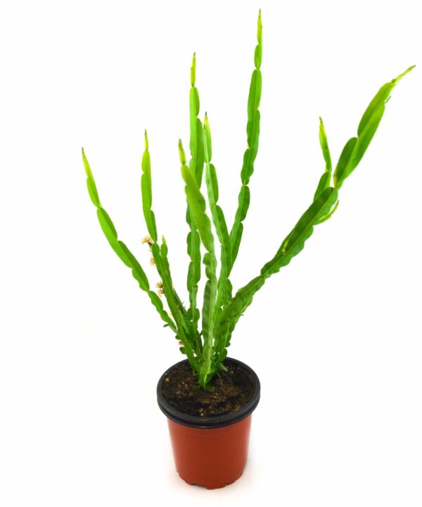 Carqueja