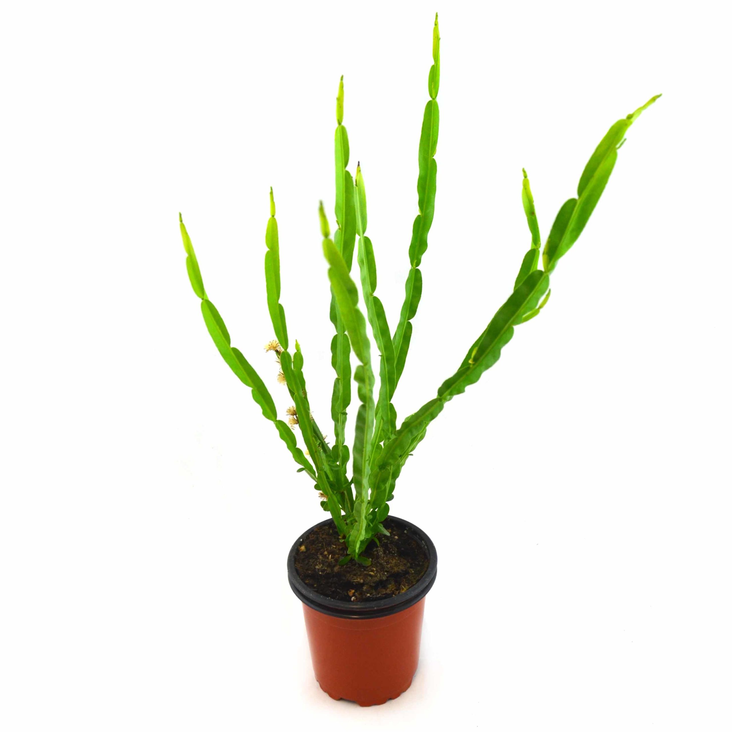 Carqueja