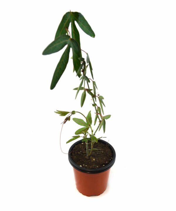 Pasiflora
