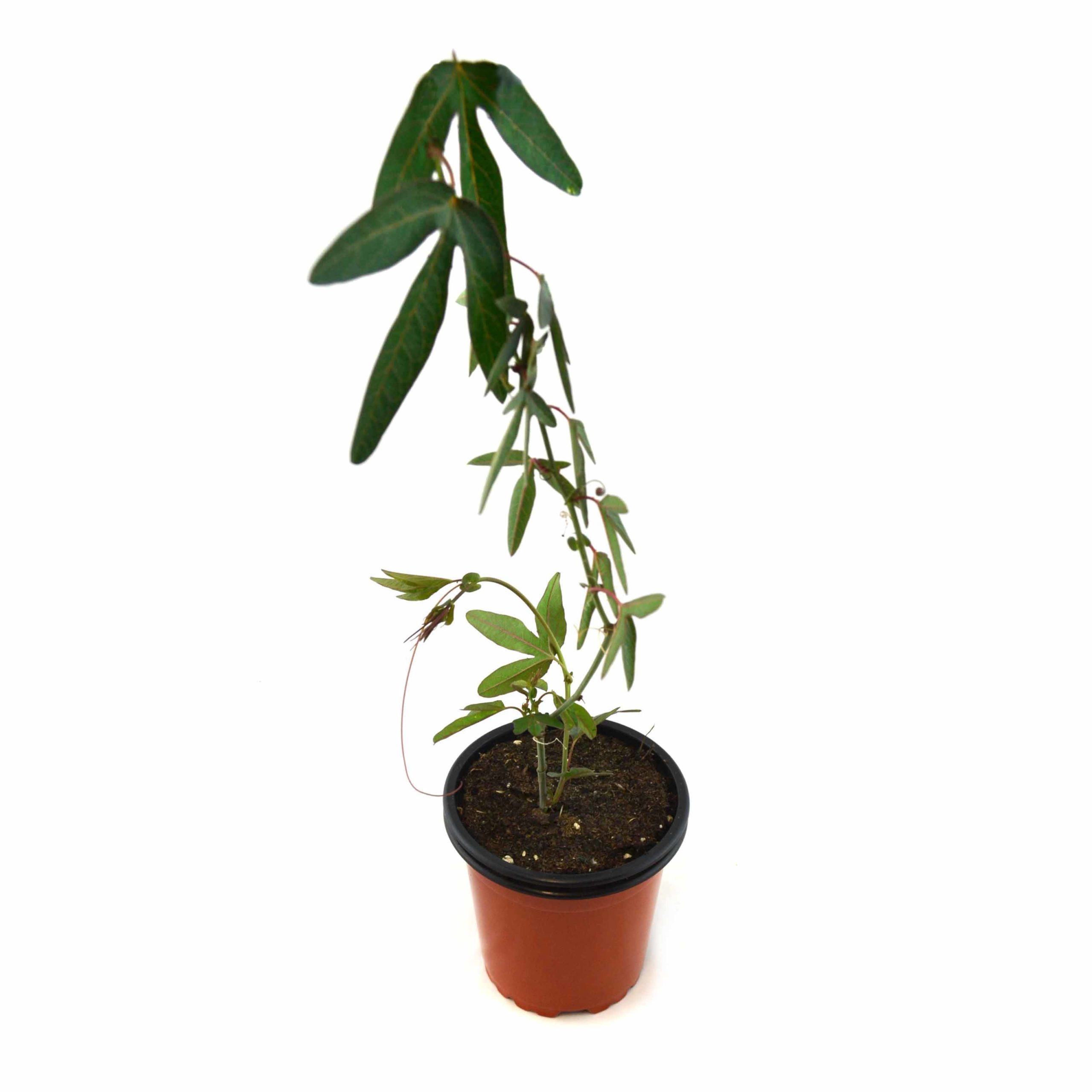 Pasiflora