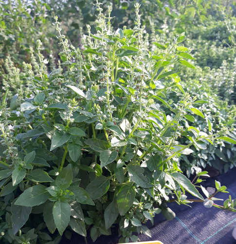 Albahaca estrecha «alta»