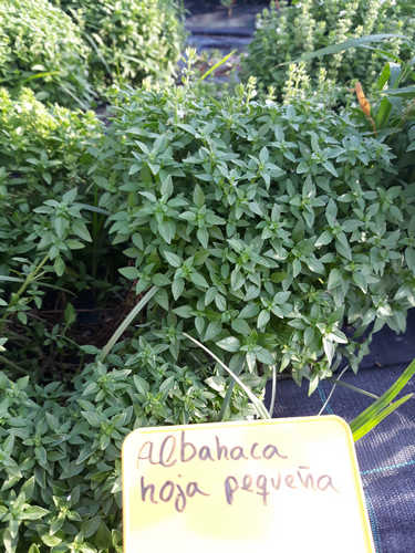 Albahaca estrecha «baja»