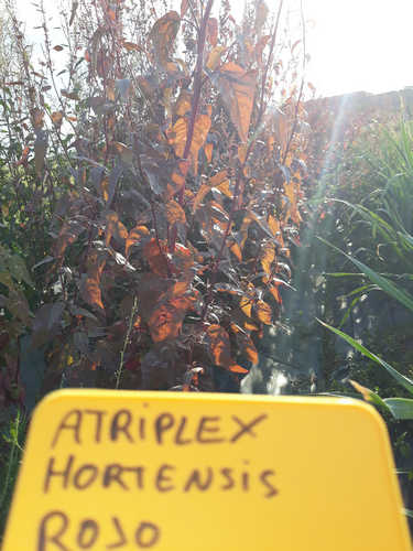 Armuelle Plume Red
