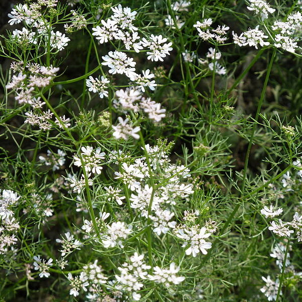 Cilantro limón