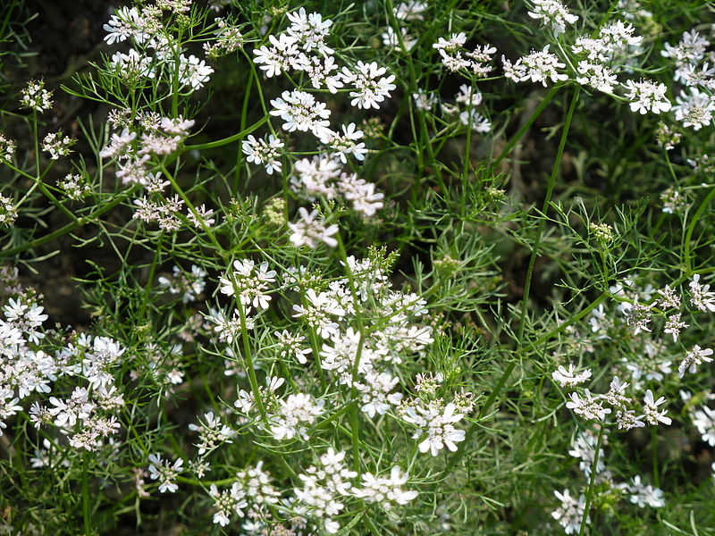 Cilantro limón