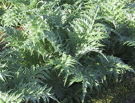 Cardo cuajaleches