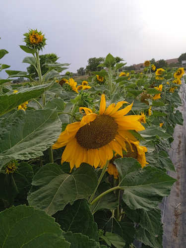 Girasol pipa oscura Grande