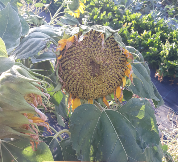 Girasol pipa pequeña Rallada