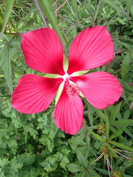 Hibisco flor roja