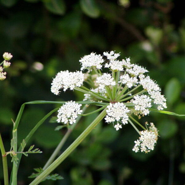 Heracleum sphondylium