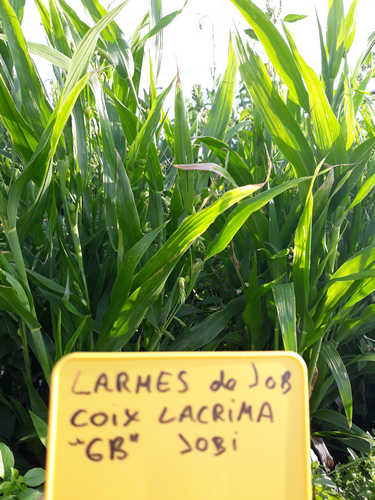 Lágrimas de Jos o Moises
