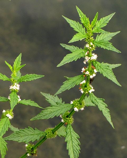 Menta de lobo