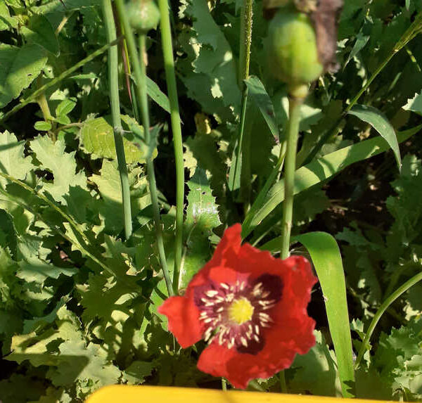 Opio rojo Turquía