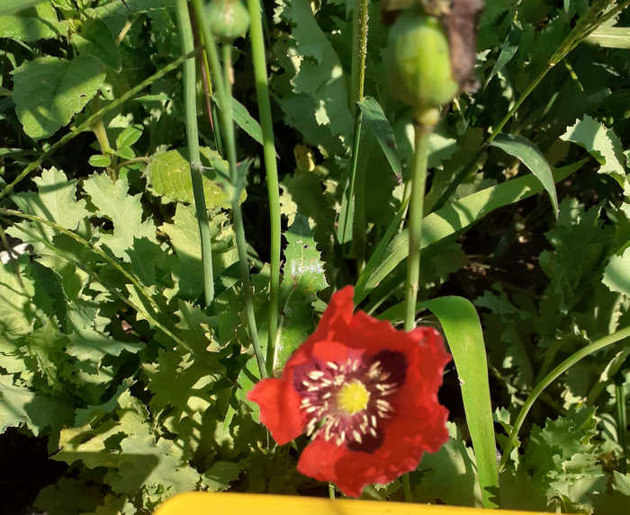 Opio rojo Turquía