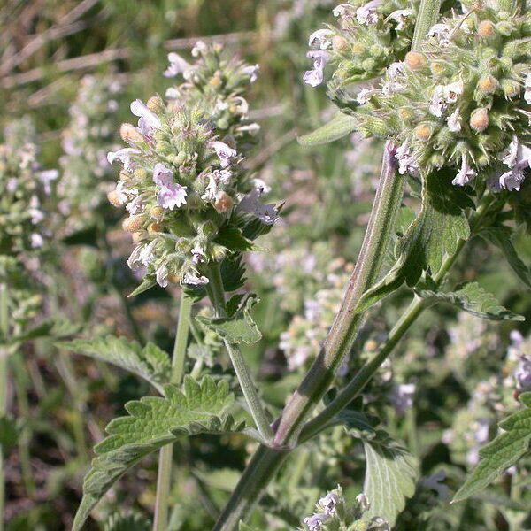 Hierba gatera de hoja grande