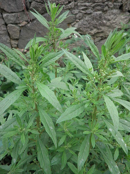 Paico verde