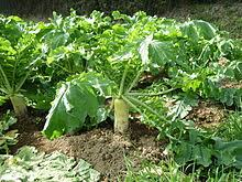 Nabo daikon, 50gr