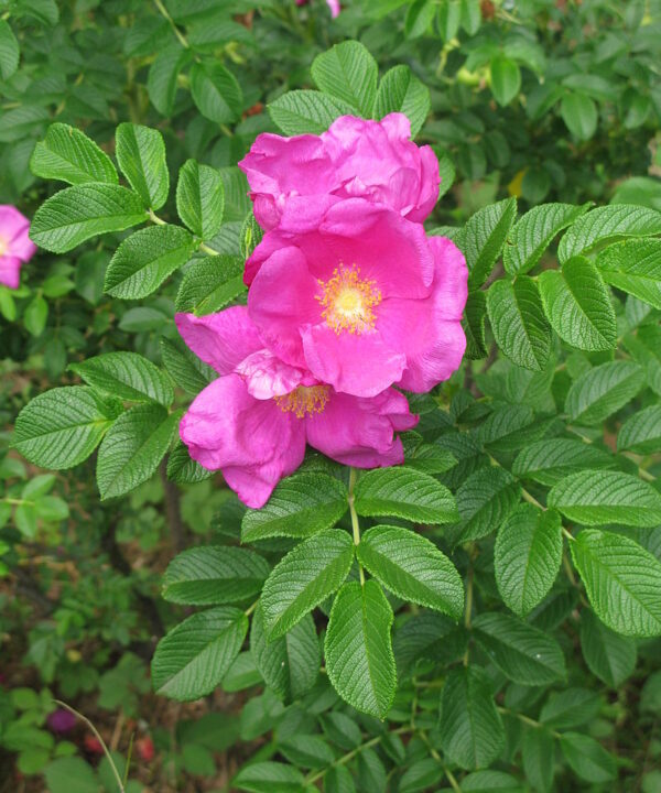 Rosa fruto dulce