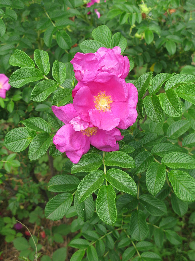 Rosa fruto dulce