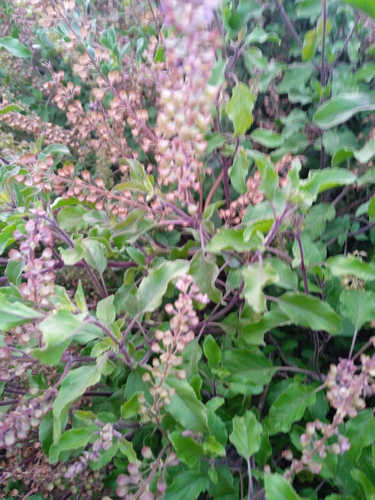Tulsi mezcla verde y morada