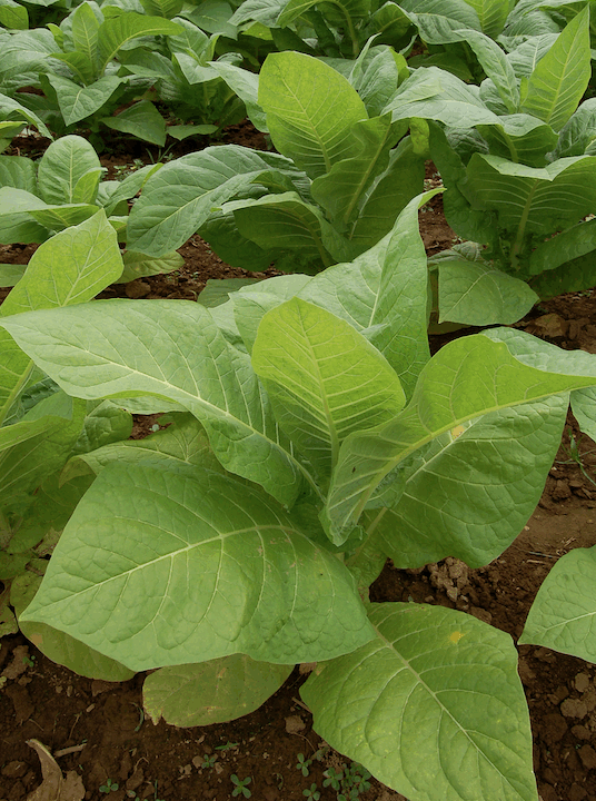 Tabaco Habanero