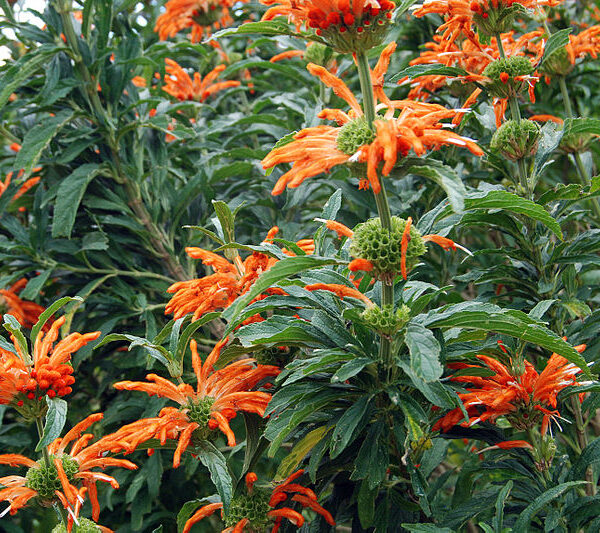 Cola de león nepetifolia
