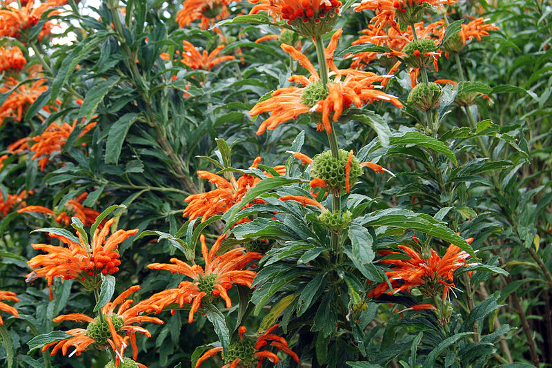 Cola de león nepetifolia