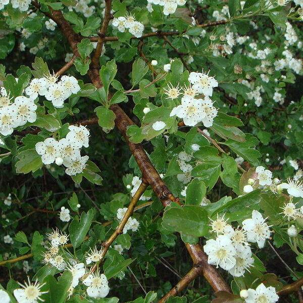 Espino blanco