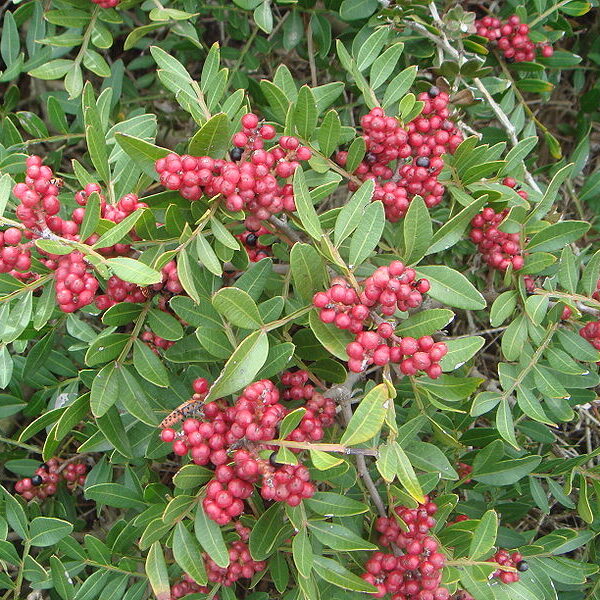 Lentisco